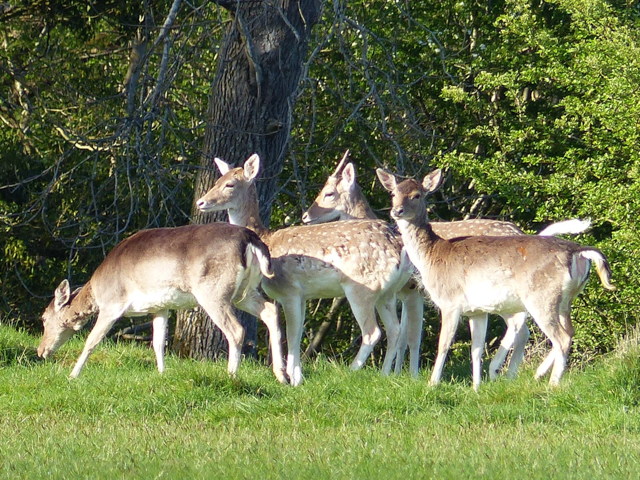 Fallow Deer at Coldwell