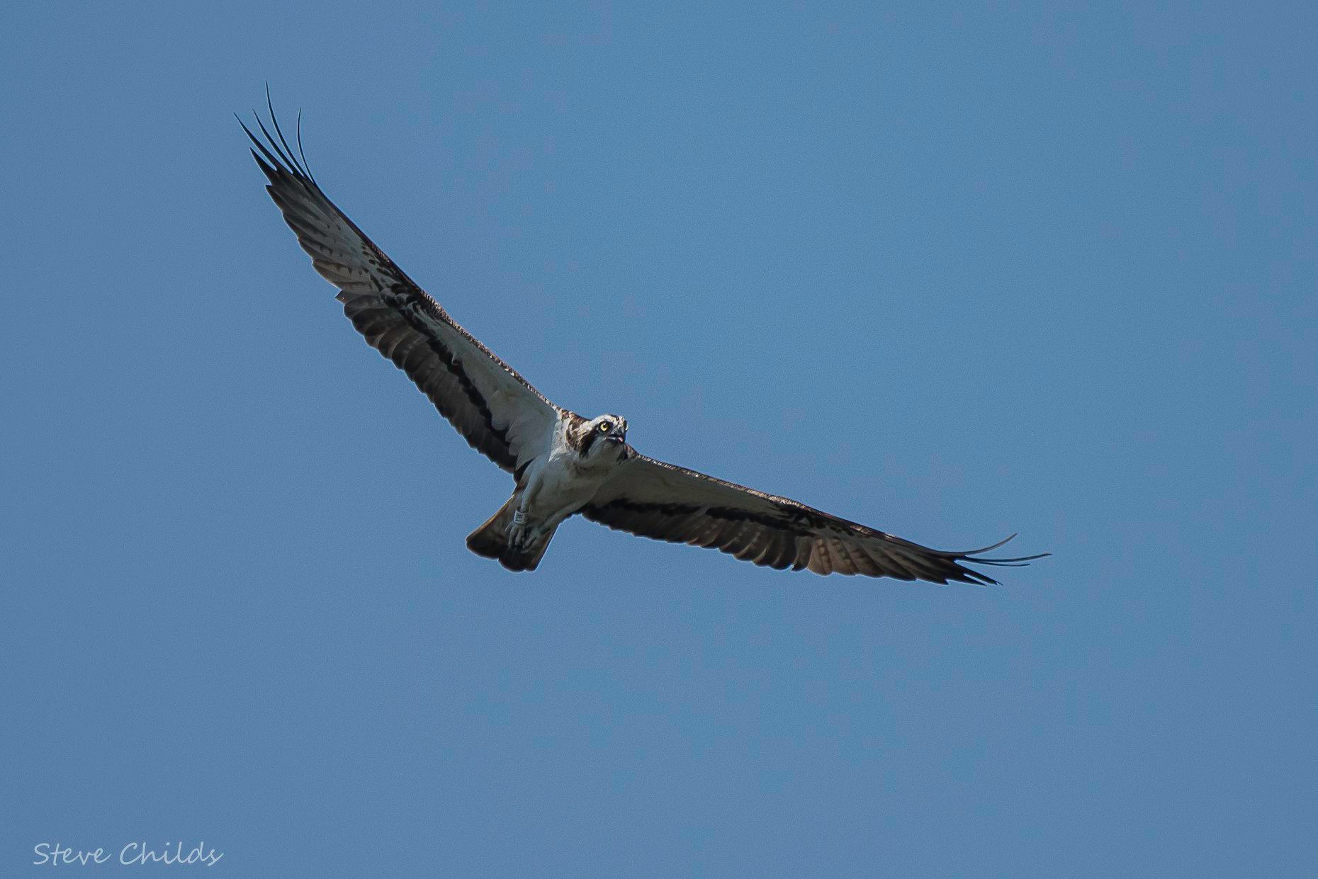 Osprey soaring