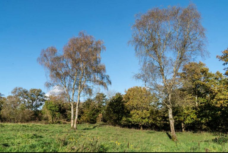 Birch trees at Coldwell Parrock
