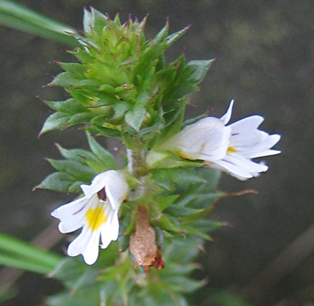 Eyebright a small white semi-parasitic plant