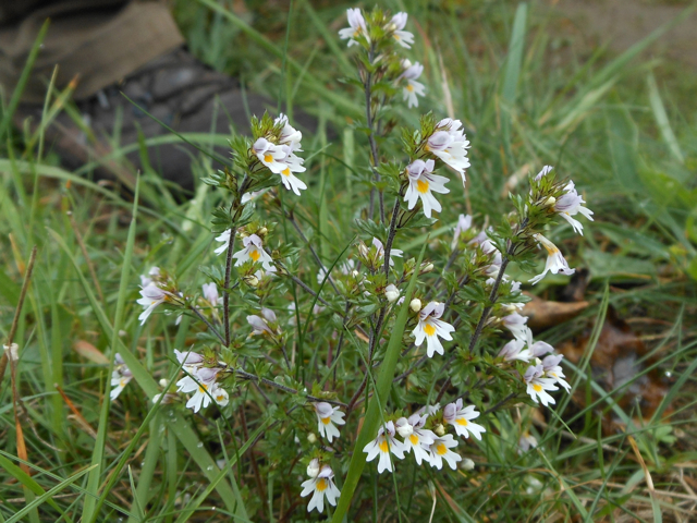 Eyebright plant in flower