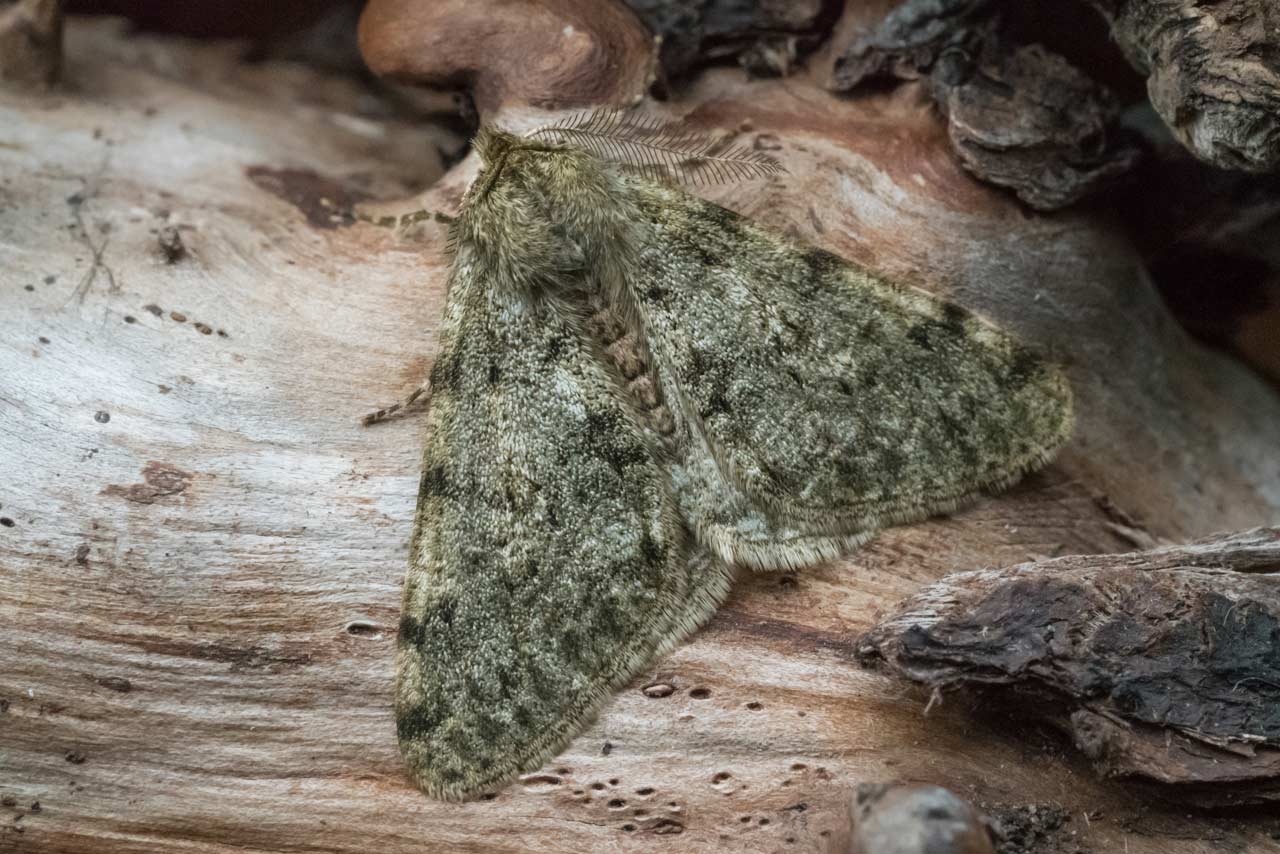 male Pale Brindled Beauty moth
