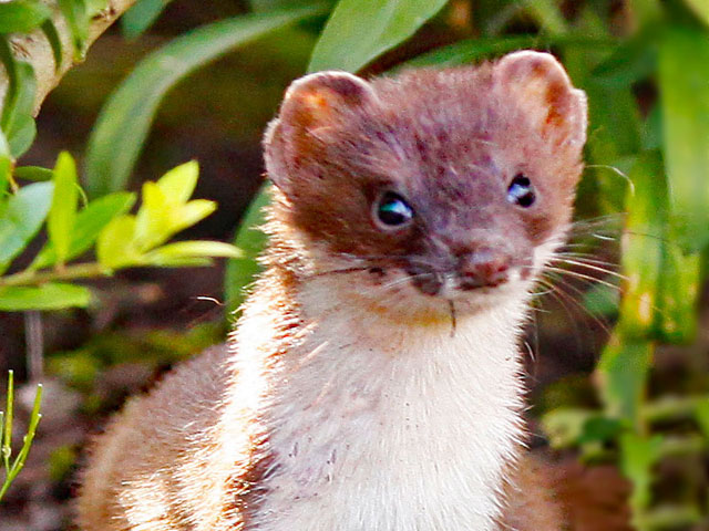 Stoat in the AONB [Photo: David Talbot]