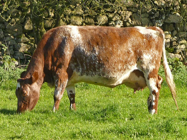 Cow grazing on organic pasture in Coldwell Meadow