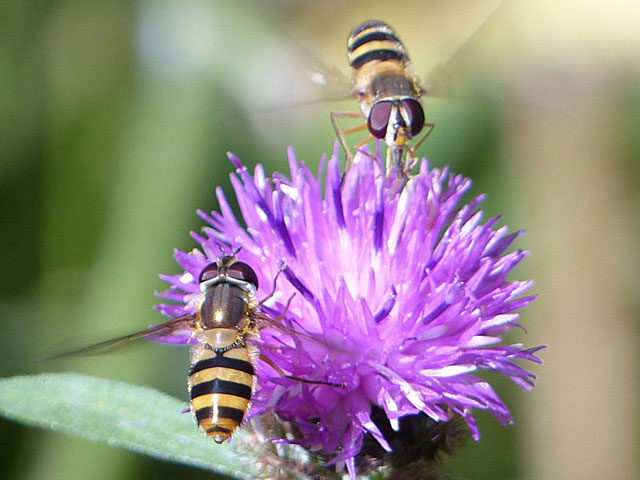 Hoverflies getting nectar from Knapweed [Photo: Ken Kitchen]