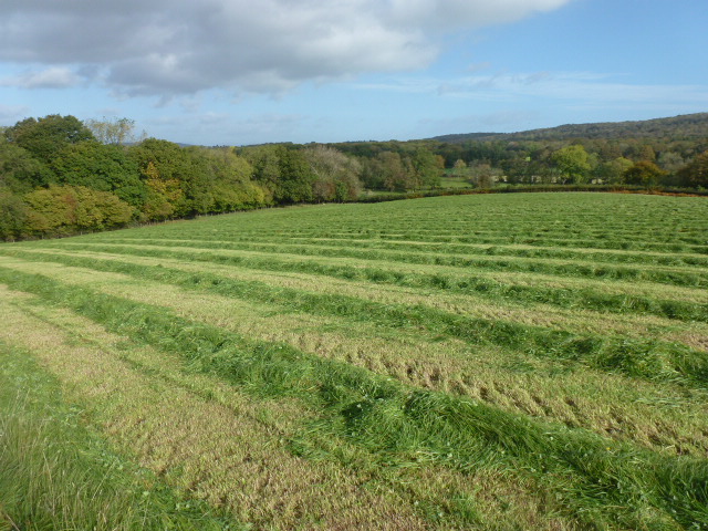 Coldwell North Meadow cut for hay