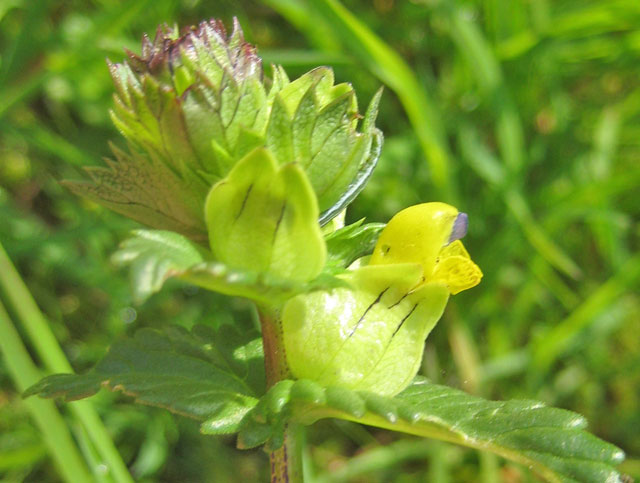 Yellow Rattle, Rhinanthus minor