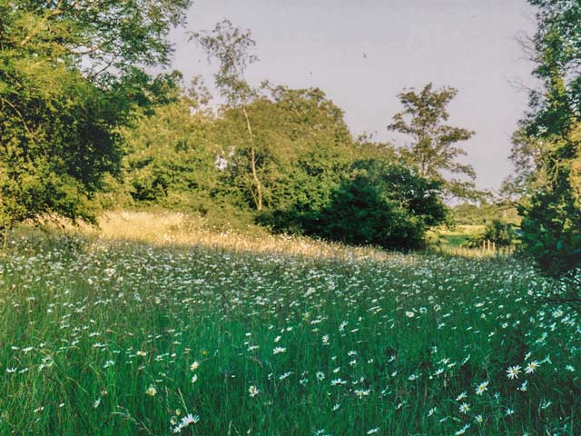Wild flowers abound in Coldwell Farm pasture, 1992