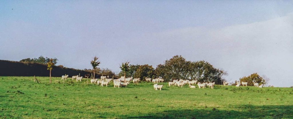 Sheep at Coldwell