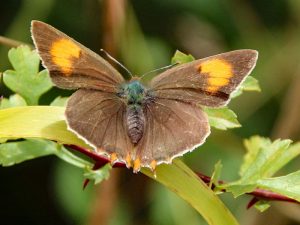 Brown Hairstreak Butterflies – why are we so excited about having them at Coldwell?