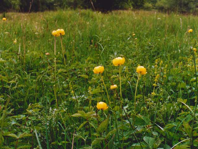 Globe flowers in Creep-i'-th'-Call meadows.