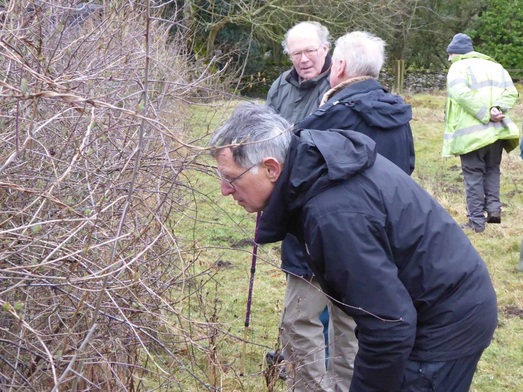 Enthusiastic hunters of Brown Hairstreak eggs at Coldwell Parrock and Gair Barrows 