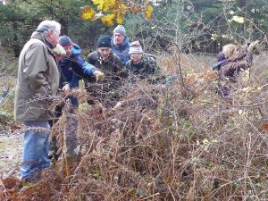 Brown Hairstreak in the Arnside and Silverdale AONB