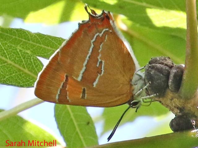 Female Brown Hairstreak