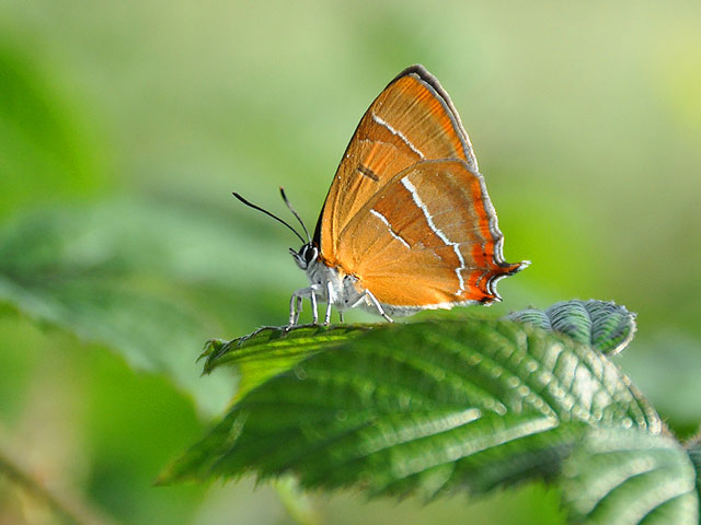 Female Brown Hairstreak butterfly