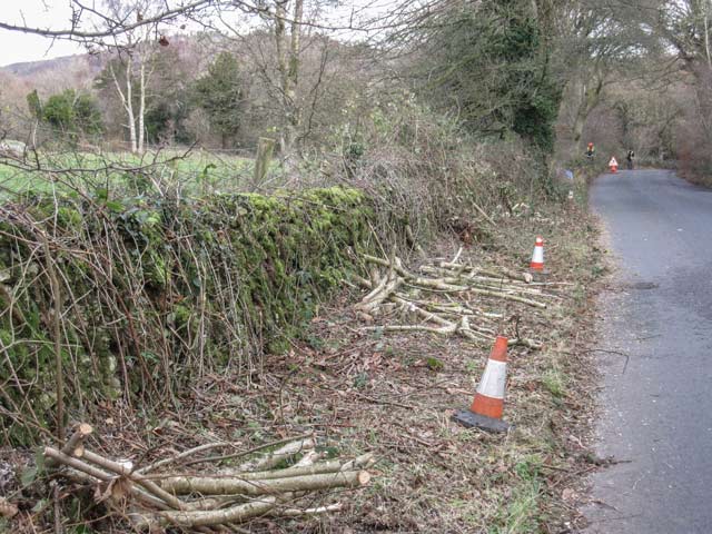 Roadside tree work at Coldwell Parrock