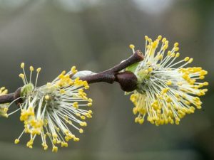 Willow catkins