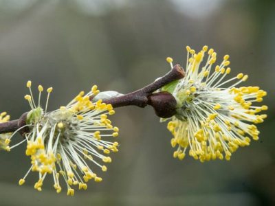 Willow catkins