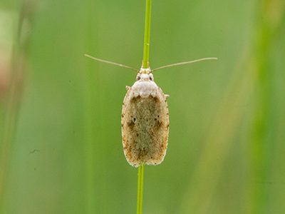 Agonopterix aranella moth