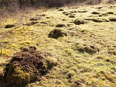 Ant hills at Coldwell