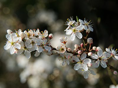 Blackthorn blossom