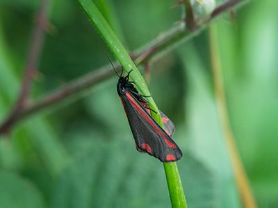 Cinnabar moth
