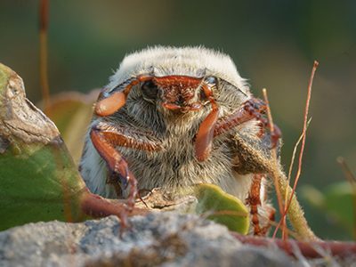 Cockchafer