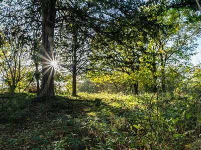 Coldwll-Parrock-woodland-1