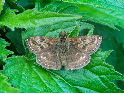 Dingy Skipper butterfly