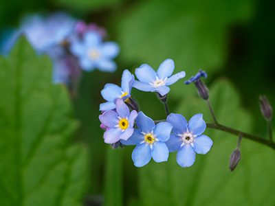 Forget-me-knots