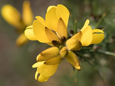 Gorse blosson