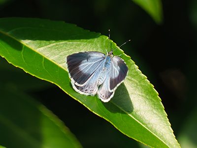 Holly Blue butterfly