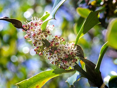 Holly Blossom