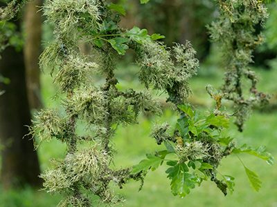 Lichen on Hawthorn
