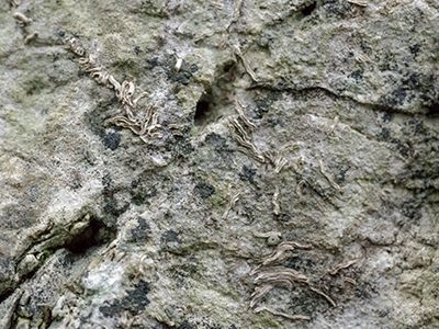 Limestone texture