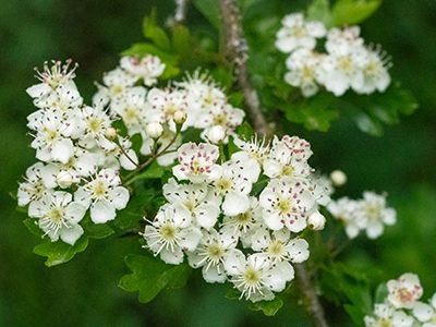 May blossom