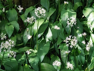 Wild garlic in bloom