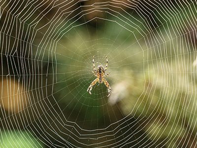 Garden Orb spider in web