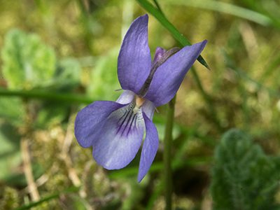 Field Violet