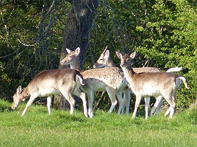 Fallow Deer